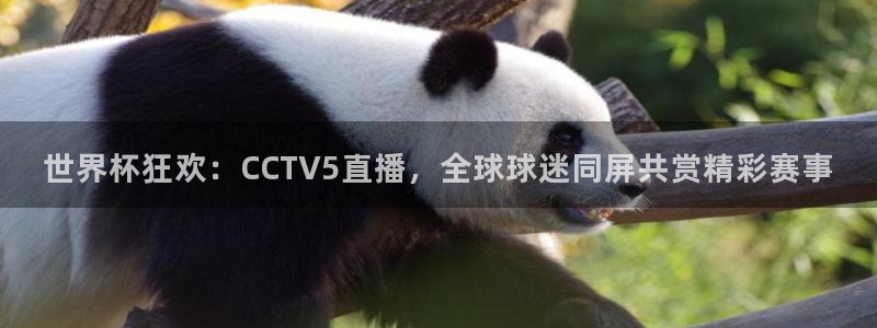 24直播 体育：世界杯狂欢：CCTV5直播，全球球迷同屏共赏精彩赛事